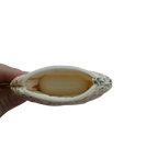 Small pouch held by a hand on a white background